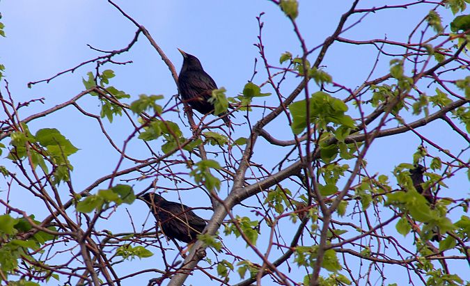 Étourneau unicolore 