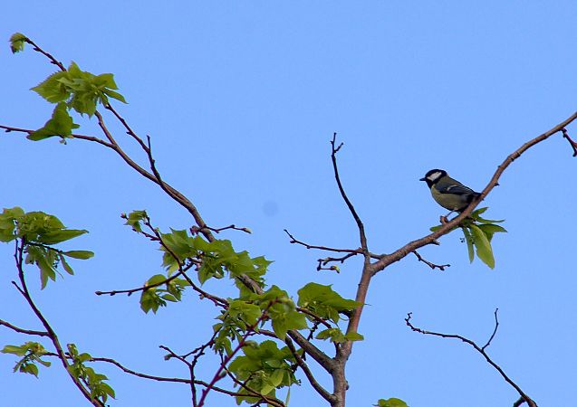 Mésange charbonnière 