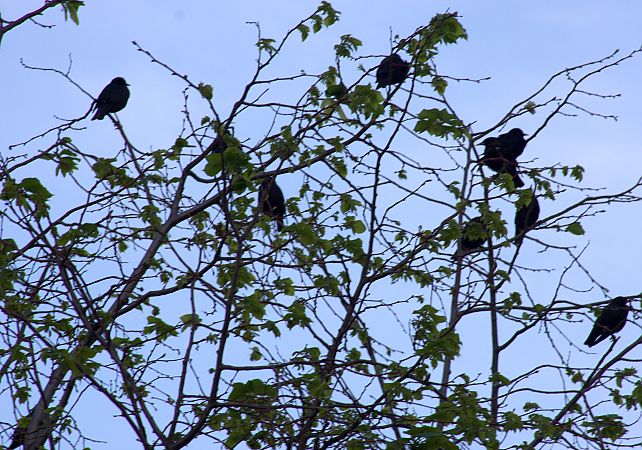 Étourneau unicolore 