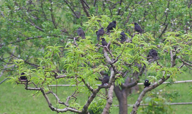 Étourneau unicolore 