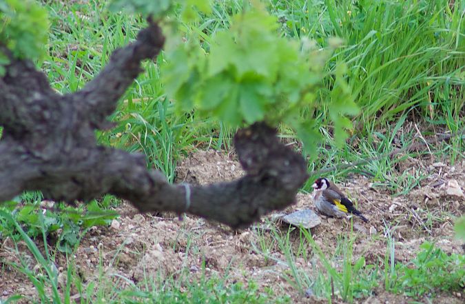 Chardonneret élégant 