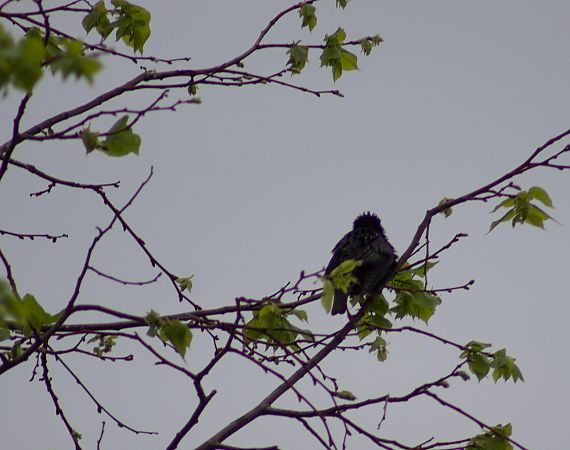 Étourneau unicolore 