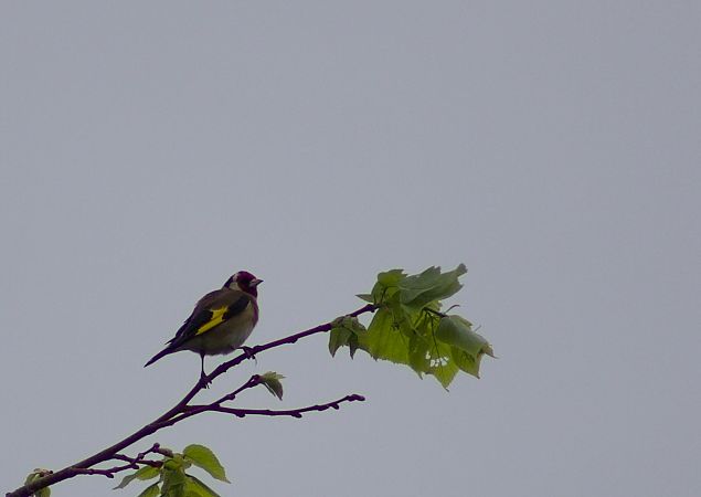 Chardonneret élégant 