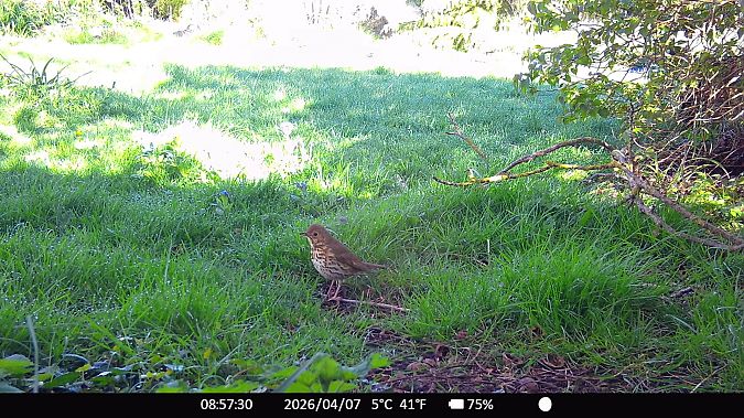 Grive musicienne  - Xavier Grevet