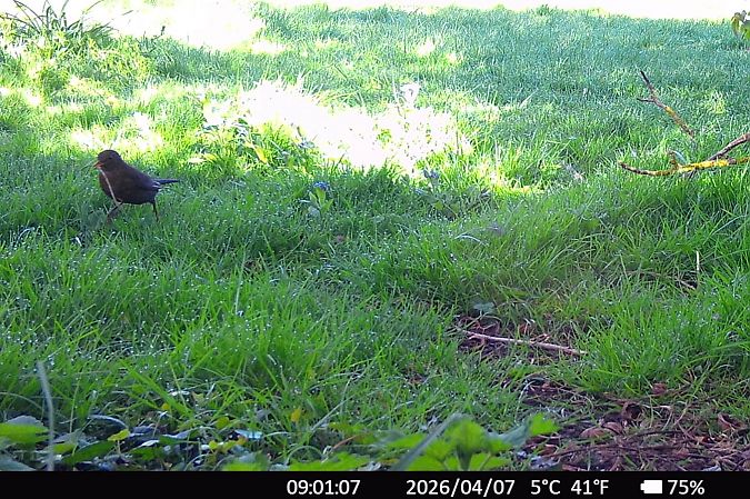 Merle noir  - Xavier Grevet