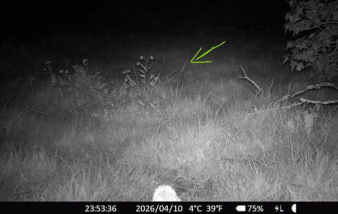 Hérisson d'Europe  - Xavier Grevet