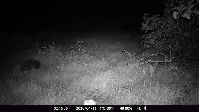 Hérisson d'Europe  - Xavier Grevet