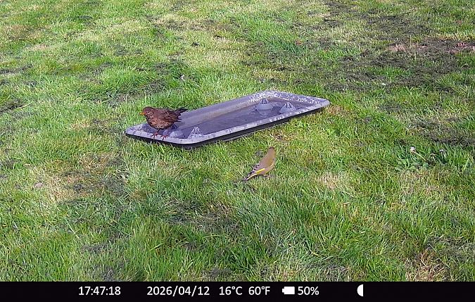 Verdier d'Europe  - Xavier Grevet