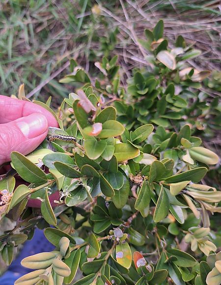 Pinson des arbres  - Xavier Grevet