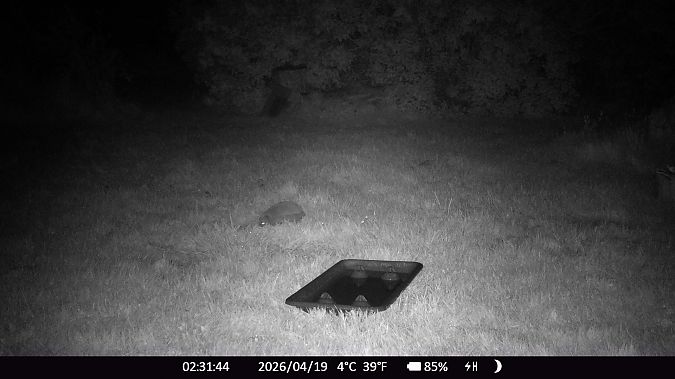 Hérisson d'Europe  - Xavier Grevet