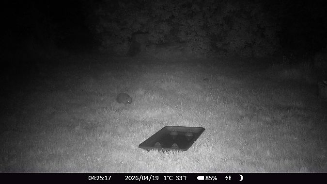 Hérisson d'Europe  - Xavier Grevet