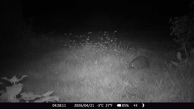 Hérisson d'Europe  - Xavier Grevet