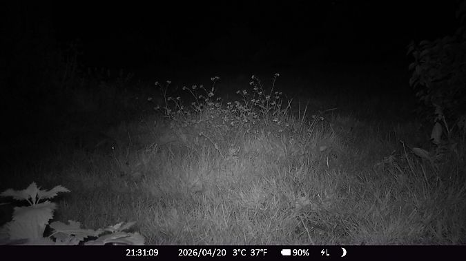 Hérisson d'Europe  - Xavier Grevet