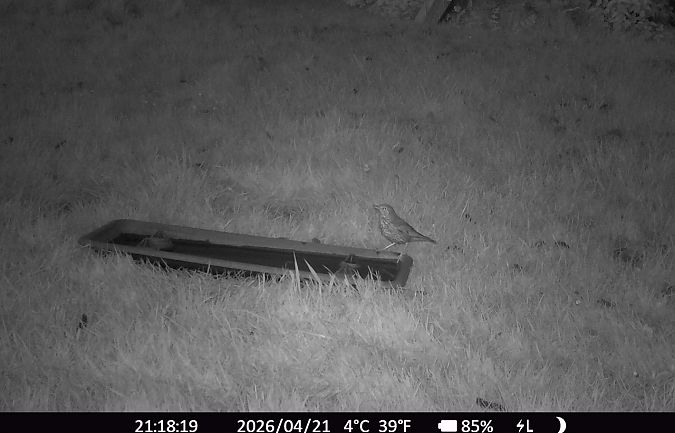 Grive musicienne  - Xavier Grevet