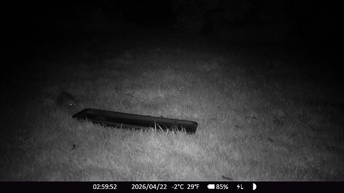 Hérisson d'Europe  - Xavier Grevet