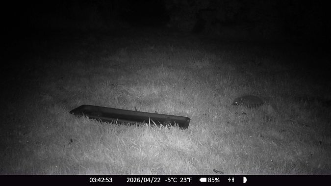 Hérisson d'Europe  - Xavier Grevet