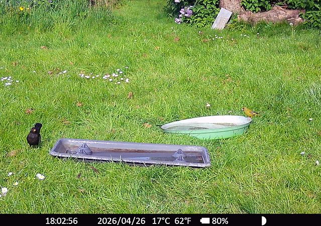 Verdier d'Europe  - Xavier Grevet