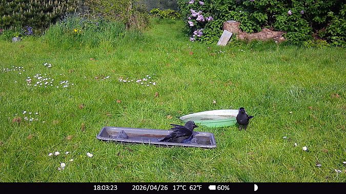 Choucas des tours  - Xavier Grevet