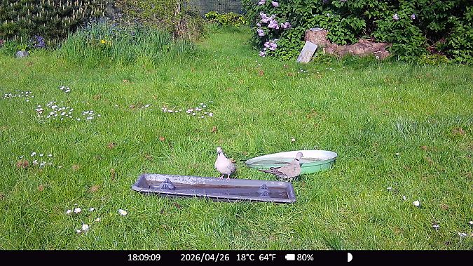 Tourterelle turque  - Xavier Grevet