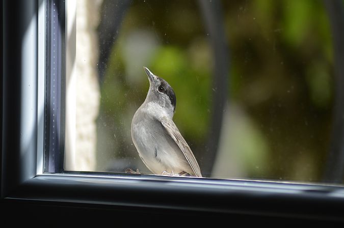 Fauvette à tête noire 