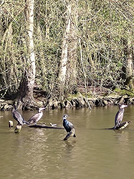 Grand Cormoran  - Sophie Geoffroy