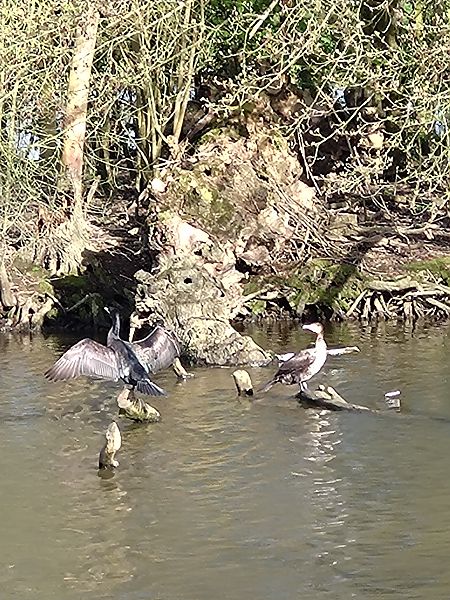Grand Cormoran  - Sophie Geoffroy