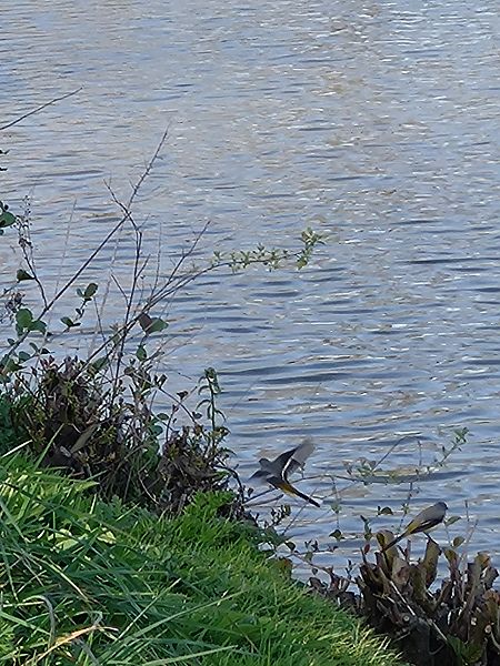 Bergeronnette des ruisseaux  - Sophie Geoffroy