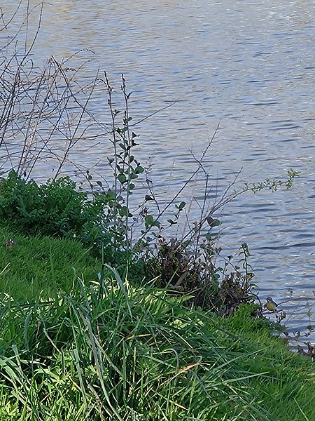 Bergeronnette des ruisseaux  - Sophie Geoffroy