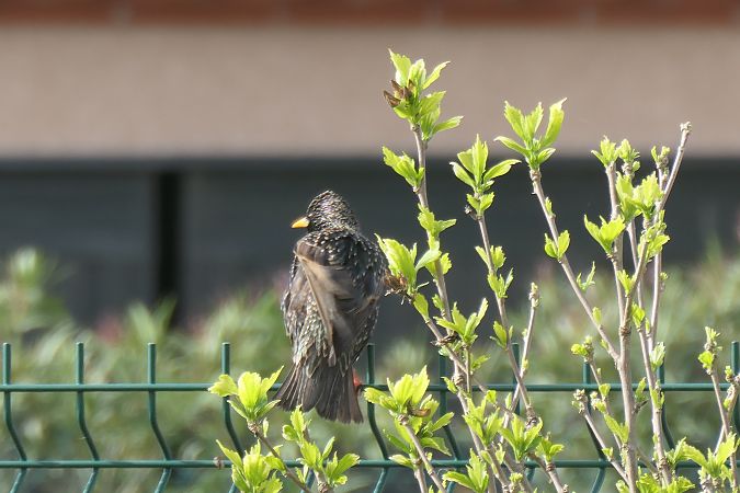 Étourneau sansonnet 