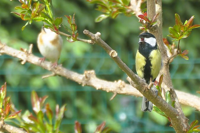 Mésange charbonnière 