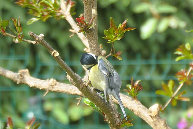 Mésange charbonnière 