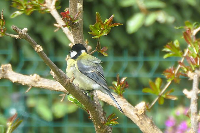Mésange charbonnière 