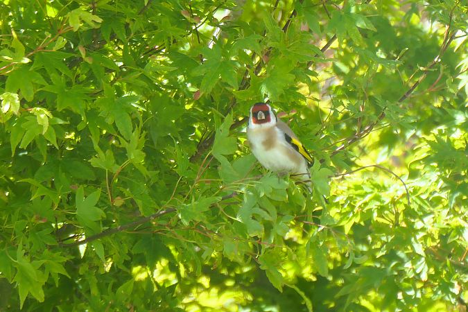 Chardonneret élégant 