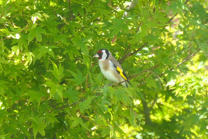 Chardonneret élégant 