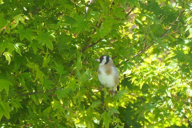 Chardonneret élégant 
