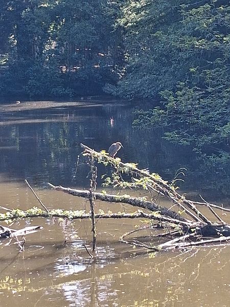 Bihoreau gris  - Benjamin Bernard