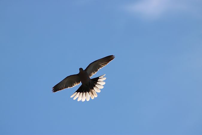 Tourterelle turque  - Mathys Escoffier