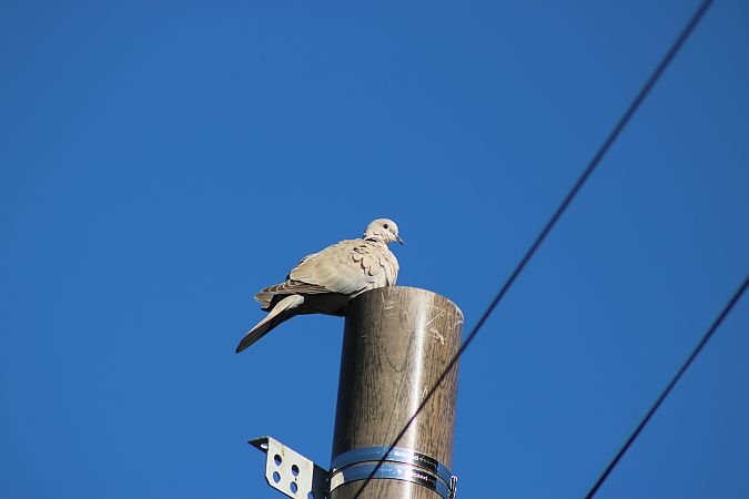 Tourterelle turque  - Mathys Escoffier