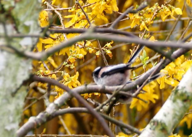 Mésange à longue queue 