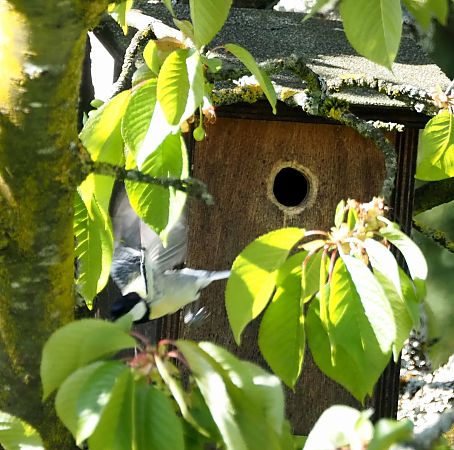 Mésange charbonnière 