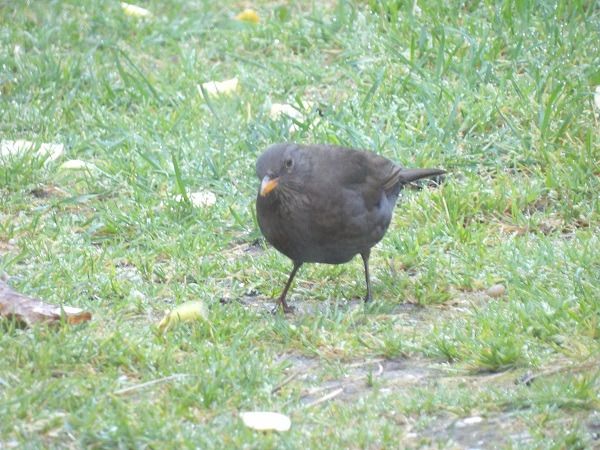 Merle noir  - Xavier Terrassier