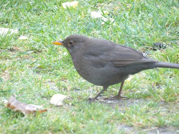 Merle noir  - Xavier Terrassier