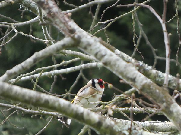 Chardonneret élégant 