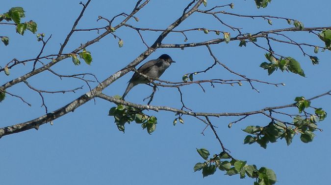 Fauvette à tête noire 