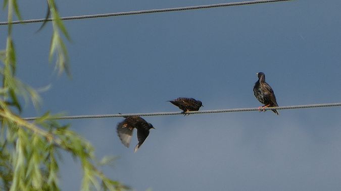 Étourneau sansonnet 