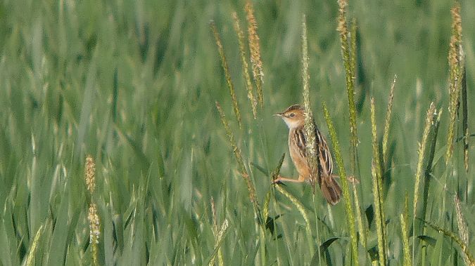Cisticole des joncs 