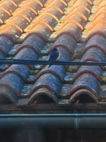 Hirondelle rustique  - Franck Liénard