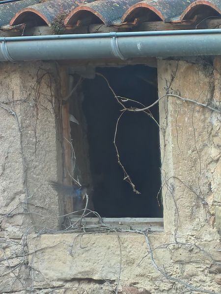 Hirondelle rustique  - Franck Liénard