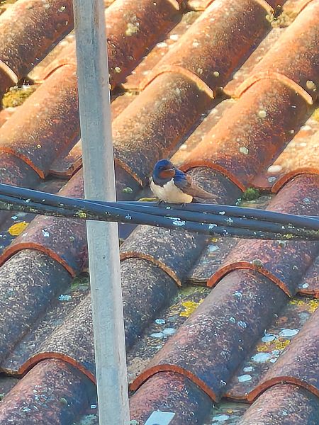 Hirondelle rustique  - Franck Liénard