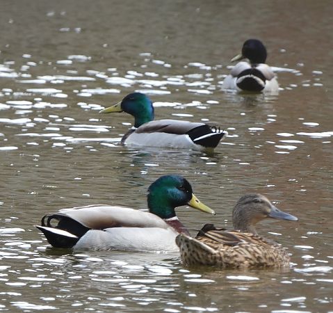 Canard colvert  - Magali Hivert